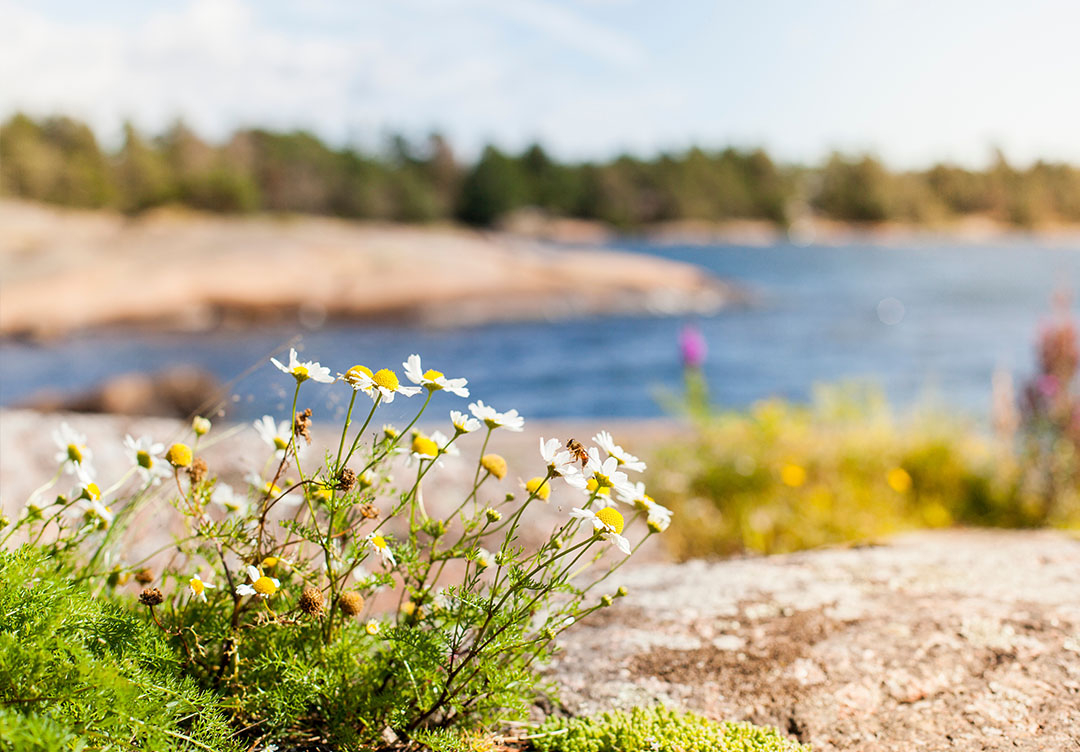 Marknadssyn juli 2025: Vi har inför sommaren sammanfattat vår rådande marknadssyn